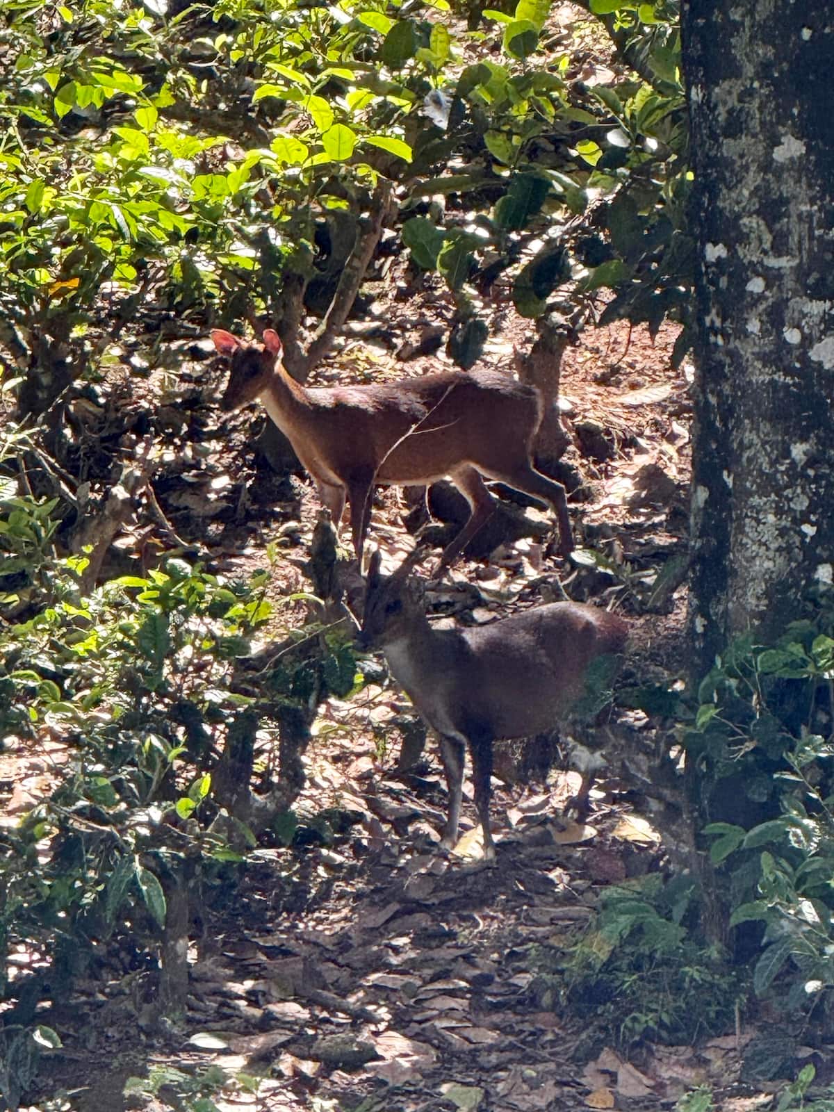 Deer in the garden surroundings at Villa Krista, Ella
